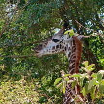 Giraffe in the trees